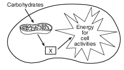 organization and patterns in Life, cell energetics, cellular respiration and APT fig: lenv62012-exam_w_g13.png